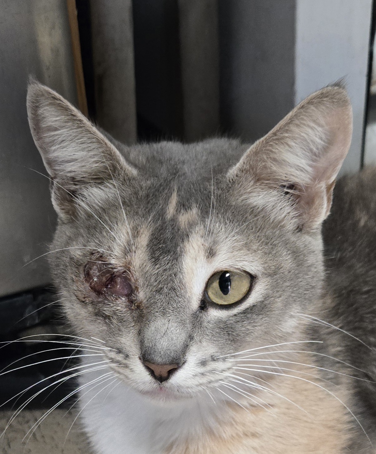 A homeless cat in Miami needing care